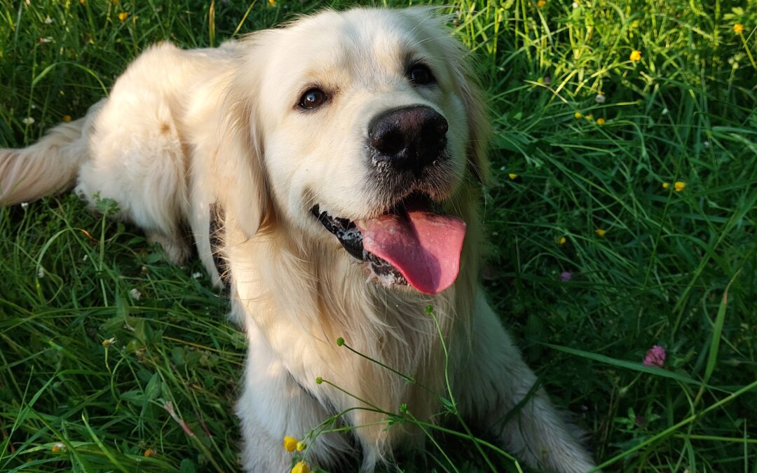 Torrent, le chien qui changeait de couleur