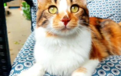 Athena, la déesse du ronron